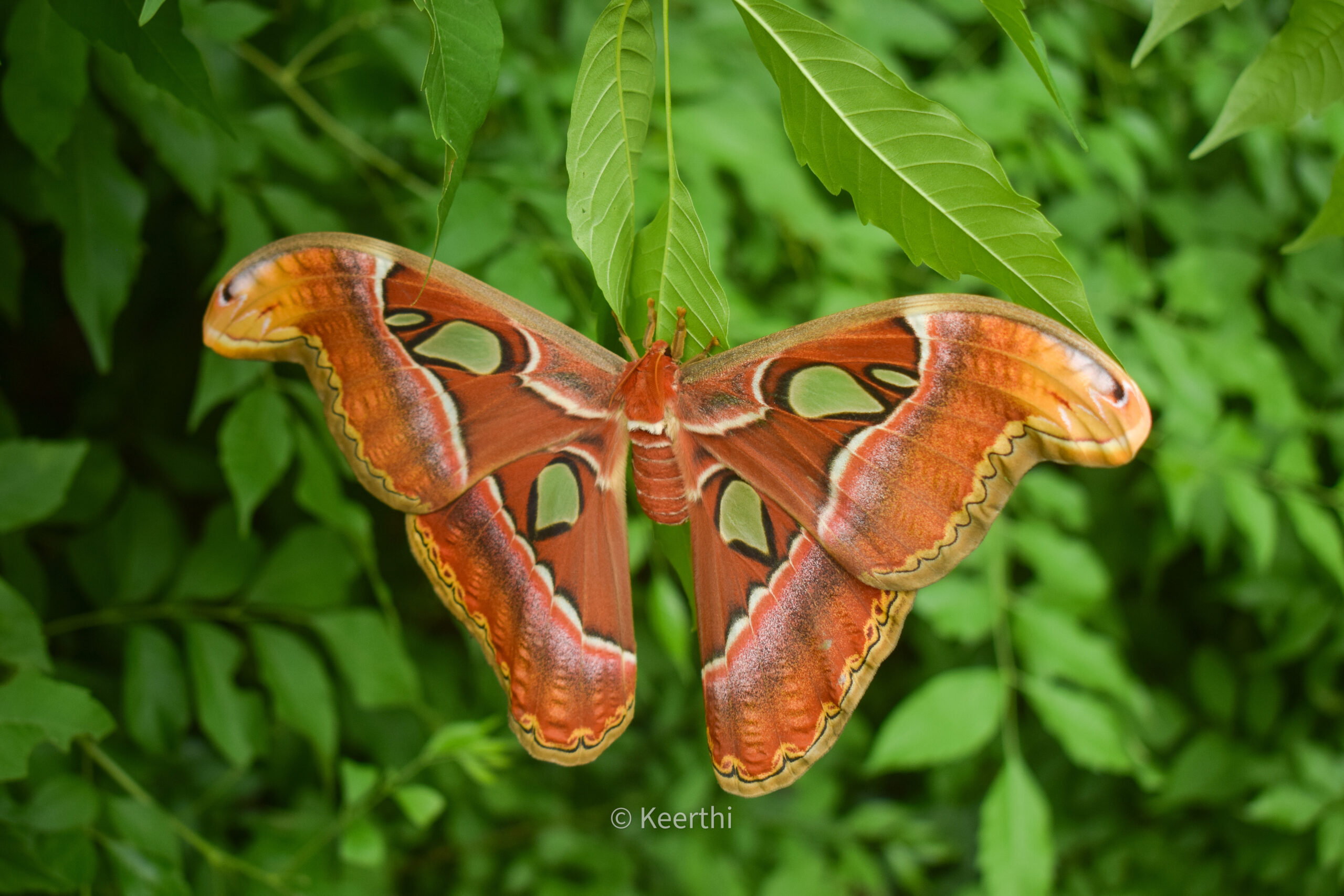 A close-up of an atlas moth at the Atlas Moth Museum, highlighting its vibrant colors and unique wing structure.
